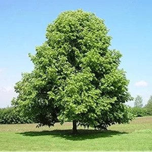 Immagine di un tiglio di Taiwan, un esemplare di ElmQuercia, una pianta di tiglio, un albero di acero e un olmo in un paesaggio Vista dinsieme della bellezza della natura