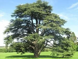Raffigurata nellimmagine un albero di Cedro dellAtlantico, una conifera simile al Pino Una pianta robusta, ma dallaspetto delicato, che ricorda la forza e la resistenza della natura