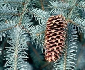 Immagine di un Colorado Spruce, una conifera che rappresenta lincontro tra un abete bianco e un ananas con una mela su un ramo una pianta unica per produrre un prodotto speciale