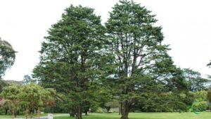 Una persona è circondata da una lussureggiante vegetazione di alberi coniferi, tra cui un abete e un pino del Monterey, e una ricca fioritura di fiori e erba La bellezza del Cypress Monterey è assolutamente incantevole