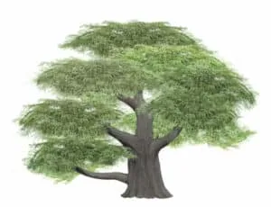 Questa magnifica immagine ritrae un cedro libano, una conifera, che si erge in tutta la sua maestosità Il tronco robusto di questo albero è circondato da altri alberi, come salici, tigli e altre conifere Allombra di questa scena è possibile osservare diversi animali e uccelli che prendono vita in questo ambiente naturale