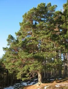 Un grande pino silvestre conifero immerso in una fitta vegetazione, con altri abeti e alberi che formano un boschetto che si estende fino allorizzonte, ricordando lampia e incontaminata bellezza della foresta