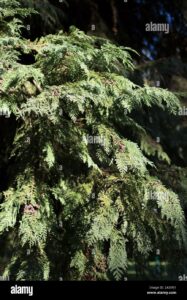 Questimmagine mostra un esemplare di Port Orford Cedar, un albero conifera dai rami eretti e dalle foglie aghiformi Una pianta dalla struttura a cespuglio, fa parte della vegetazione delle montagne dellOregon e della California settentrionale La sua somiglianza con la più conosciuta Abete bianco, ne fa un tipo di conifera molto apprezzata