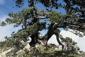 Questa immagine mostra un affascinante pino loricato, una conifera che cresce selvaggia tra le rocce La corteccia ruvida e screziata del tronco dalbero è una caratteristica di questa specie, che è anche conosciuta come BarkAlbero La vegetazione ricca e lussureggiante del boschetto lo circonda creando unatmosfera di pace e tranquillità
