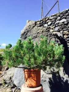 Questa immagine mostra un pino mugo in crescita in un vaso di terra rocciosa Il pino mugo è una delle conifere più grandi e resistenti, che cresce bene anche in vaso La vegetazione circostante sottolinea come la forza della natura possa prosperare in qualsiasi ambiente