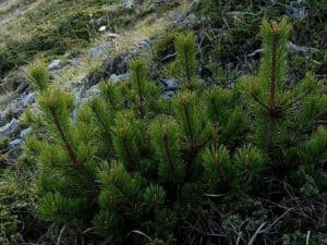 Un pino mugo cresce tra la vegetazione, un albero robusto e un cespuglio folto Una scena che ricorda il ciclo di vita della natura