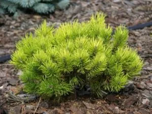 Questa immagine mostra un pino mugo in crescita, una conifera appartenente a una delle specie di alberi più comuni della vegetazione Si tratta di un albero chiamato Taxus, che è noto anche come pino mugo Cresce rapidamente e produce una ricca vegetazione