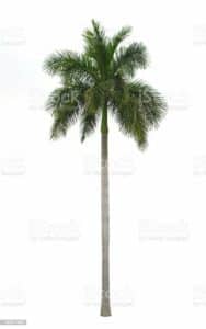Questa immagine mostra una Palma Reale, un albero dal significato profondo La sua forma a croce rappresenta il significato di MeaningPalma, un simbolo che rappresenta lunità e larmonia