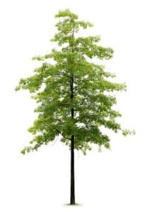 Questa immagine raffigura un albero di quercia in mezzo a una palude, con una croce realizzata da un tiglio e conifere La croce rappresenta un simbolo di speranza, forza e resistenza