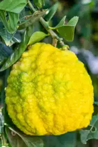 Questa immagine raffigura un cedro giallo, simbolo di una prescritta cura medica Una soluzione che, attraverso unanalisi dettagliata, offre un rimedio personalizzato per ciascuna prescrizione