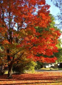 Un albero di acero in autunno, con le foglie dorate dal profumo dolce di cannella