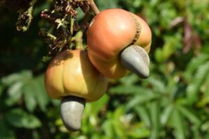 Unimmagine di una varietà di prodotti alimentari che comprende noci di acero, noccioli, verdure, pere, una palla da baseball, grano e semi tutti racchiusi in un simbolo di abbondanza e diversità
