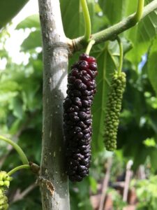 Unimmagine che unisce il nero Gelso, il Baccalà, il Cibo, la Frutta, le Piante e i Prodotti della Mora, per un mix di sapori ed esperienze uniche