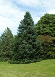 Questa fotografia mostra un magnifico abete dolce, un albero conifera che è uno dei simboli della vegetazione e della natura Il pino si distingue tra le altre piante per la sua bellezza e la sua presenza affascinante nellambiente