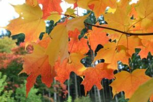 I segni inconfondibili della natura un albero dacero dolcemente carico di zucchero dacero, una foglia di fiore di ciclamino e una quercia ricca di vegetazione Un paesaggio di bellezza e di dolcezza!