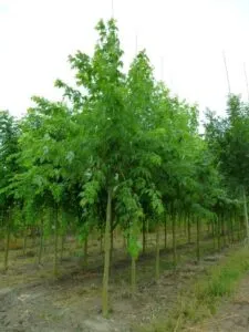Un acero zuccheroso nel suo habitat naturale un boschetto di alberi allaperto ricoperto di foglie e vegetazione Una vista incantevole che ricorda latmosfera magica dei boschi