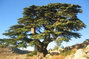 Questa fotografia mostra una varietà di alberi conifere, tra cui un cedro della Virginia, una quercia, un tiglio, un pino e una pianta in vaso, che si stagliano contro una ricca vegetazione La scena evidenzia limportanza della biodiversità per mantenere in equilibrio lecosistema del pianeta