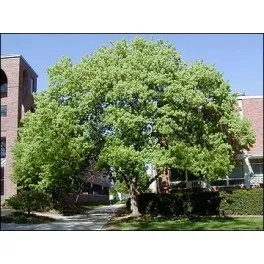 Questa immagine mostra la ricchezza della vegetazione un tridente formato da un acero, una quercia, un tiglio e un albero di acero Il tronco dellalbero è ricoperto da una fitta vegetazione che porta alla mente la forza e la bellezza della natura