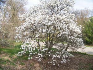 Una magnifica magnolia dolce dona vita alla natura allaperto Un albero imponente, un cespuglio fiorito e un bosco in fiore che mostrano la bellezza della vegetazione