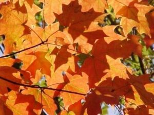 Unimmagine meravigliosa che rappresenta la bellezza e la varietà della natura un albero di acero ricoperto di zucchero dacero, dalle foglie dacero dai colori brillanti che rendono lambiente ancora più suggestivo