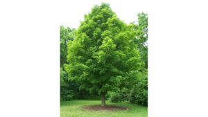 Questa foto mostra la bellezza della natura con un albero di acero ricco di zucchero dacero La vegetazione di un boschetto circonda lalbero, con erba e altri alberi della foresta che riempiono lorizzonte Unimmagine che ricorda la magia e la pace della foresta