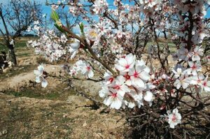 Una persona allaperto immersa nella natura, circondata da una lussureggiante vegetazione e unincantevole fioritura di ciliegio Un uccello che vola tra i rami di un albero di mandorlo dolcemente profumato Unimmagine di pace e bellezza