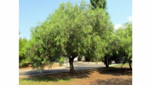 Un falso pepe pieno di allegria tra i fiori e lerba del boschetto allaperto Goditi la ricca vegetazione di alberi, salici e fiori che crescono nella natura selvaggia del bosco FlowerPianta è il luogo perfetto per rilassarti e goderti la bellezza della natura