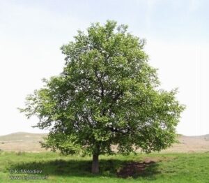 Una scena serena ed idilliaca un campo verdeggiante con le foglie che danzano nel vento, circondato da alberi dalle foglie dai colori cangianti Un olmo comune, una quercia, un tiglio e un acero ununione armoniosa di piante diverse che formano una magnifica composizione