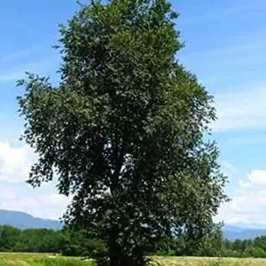 Questa immagine mostra una pianta di Olmo Comune, Quercia e Sicono, che rappresentano tre differenti tipi di alberi Una foresta di alberi è una delle cose più affascinanti che la natura ci offre, e con questa immagine possiamo godere della loro bellezza