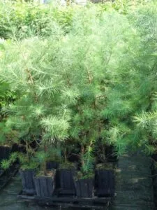 Immagine di un larice giapponese, una conifera che offre un rifugio a un orso intento a cibarsi di una felce condita con un delizioso condimento Una scena di pace e di bellezza, in cui la vegetazione incontra la natura selvaggia