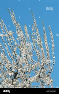 Unimmagine che ritrae la meravigliosa fioritura di ciliegio di Higan No Sakura, una pianta dai delicati petali che dona una sensazione di pace e serenità alla natura circostante Una visione senza pari che ammalia la vegetazione intorno
