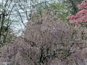 di Ciliegio

Un albero di ciliegio in fiore, uno spettacolo magico che unisce la bellezza della natura con la tradizione culturale giapponese Higan no sakura, la fioritura dei ciliegi, una pianta che regala uno dei momenti più belli in Giappone