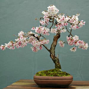 Unimmagine di una meravigliosa fioritura di ciliegio cinese, con un albero bonsai in un vaso e una succulenta pianta in primo piano uno spettacolo di colori e forme che trasmette un senso di tranquillità e serenità