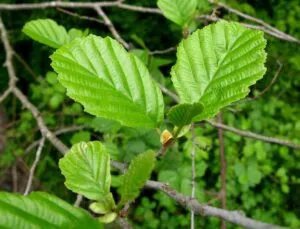 Una foglia di una pianta della famiglia Annonaceae che rappresenta lalbero della vita, circondata da una ricca vegetazione e un fiore che la illumina