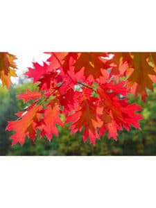 Questa immagine mostra un bellissimo albero di quercia rossa Quercus rubra che spicca tra le foglie di un acero Il contrasto tra la robusta corteccia della quercia rossa e le delicate foglie di acero conferisce allimmagine una bellezza autunnale unica