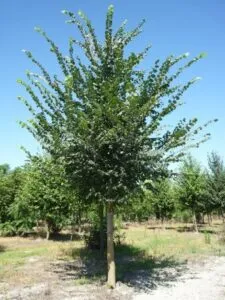 Unimmagine che mostra la bellezza di un olmo montano con la sua ricca vegetazione, le foglie di un verde intenso e i frutti maturi, pronti per essere raccolti e trasformati in preziosi prodotti Un albero che ci offre un cibo sano e nutriente!