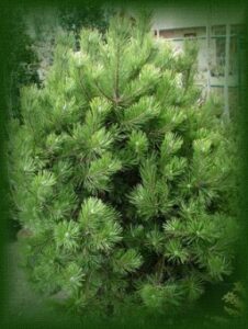 Questa immagine mostra un pino mugo, una conifera che appartiene alla famiglia degli abeti La sua foglia è una LeafPlant ed è una pianta che si trova comunemente nella vegetazione Il pino mugo è una specie di albero che si trova in molte parti del mondo