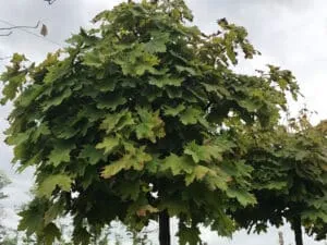 Questa immagine mostra una magnifica veduta della vegetazione del nostro paesaggio un acero norvegese, una quercia, un platano e altri alberi che formano una bella scena La foglia di acero è un simbolo di bellezza e forza ed è una parte importante di questo paesaggio
