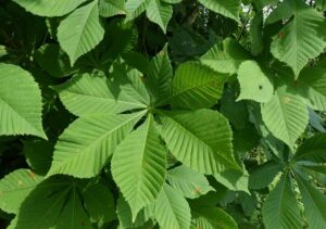 Una magnifica foglia di albero ippocastano indiano, avvolta da una lussureggiante vegetazione la natura allo stato più puro!