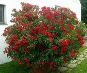 Questa immagine ritrae una pianta velenosa, un LeafPianta, con una ricca vegetazione di fiori di geranio in un vaso Un albero e una siepe formano uno sfondo per i petali e le foglie che si stagliano contro la luce intensa del sole Una visione magnifica che suscita emozioni contrastanti larmonia della natura e la pericolosità della pianta