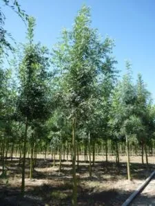 Goditi la natura in tutta la sua bellezza in una giornata di sole a FieldsGrove, con una foglia doro che cade su un albero e un bosco che si estende nel paesaggio, circondato da campi di vegetazione