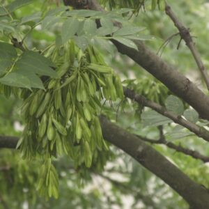 Un frassino bianco, una pianta dalle foglie delicate e dai fiori profumati, si staglia contro uno sfondo di alberi e vegetazione Una vista mozzafiato del bosco, dove lastragalo e lerbalico abbondano, regalando unesperienza indimenticabile