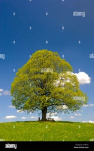 Unimmagine che cattura la folgorante bellezza autunnale, con una AppleQuercia, un Tiglio, un Albero, unErba e un Tronco dAlbero in primo piano, circondati da una mela a coronare il tutto