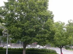 Una scena della natura selvaggia americana un tiglio americano, una quercia, un acero, una vegetazione rigogliosa e unautomobile allorizzonte Una foresta di tigli, quercia e aceri, ricca di vegetazione che si estende per miglia Un idrante che spunta tra gli alberi come un faro di speranza Una foresta da ammirare