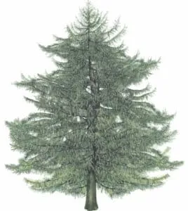 Questo albero conifera è un meraviglioso mix di atlantico cedro, abete, pino, abete bianco, spruce e larice, tutti ricchi di bellezza e benessere