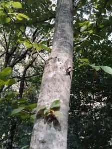 Questa immagine mostra un albero bianco che si staglia nella foresta Il tronco è spoglio, ma lalbero è circondato da una vegetazione densa e lussureggiante che lo rende unico Il bosco sembra estendersi allinfinito, con la foglia che cattura la luce della foresta pluviale, della giungla e della foresta Unimmagine unica, che cattura lessenza della natura selvaggia e viva