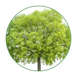 Ce la facciamo! Una bellissima foresta di alberi, tra cui quercia, tiglio, acero e tronco dalbero Un luogo pieno di vitalità e vegetazione, in cui vinciamo noi!