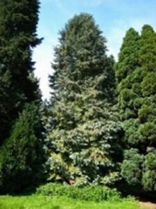 Questa immagine mostra un imponente Lawson Cypress, una conifera a forma di albero che è un simbolo di vegetazione allaperto, una foresta e un bosco Lalbero è una specie di abete bianco e offre una scena tranquilla e serena di un ambiente naturale
