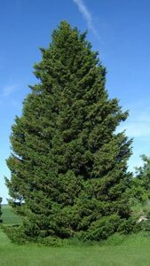 Questa immagine mostra alcune delle principali conifere della famiglia degli abeti, tra cui lAbete Douglas, lAbete Rosso, il Pino e il Ginepro Questi alberi, che sono comunemente conosciuti come JuniperPianta, appartengono alla famiglia delle conifere