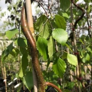 Un albero fluviale con un tronco di betulla, circondato da una rigogliosa vegetazione, foglie di vite che si snodano intorno al tronco, una vista della natura allaperto Un insieme di ForestAlberi in una foresta che ospitano segreti della natura